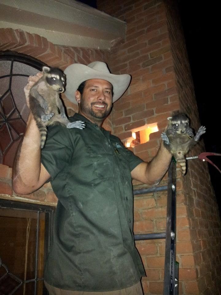 Wildlife removal professional holding two baby raccoons removed from a home